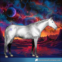 Horse Color:Gray Black Splash Rabicano