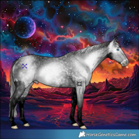 Horse Color:Gray Black Splash Rabicano