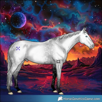 Horse Color:Gray Black Splash Rabicano