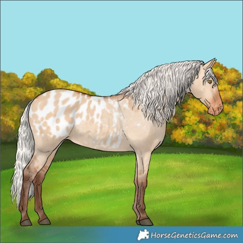 Horse Color:Silver Bay Dun Appaloosa Rabicano 