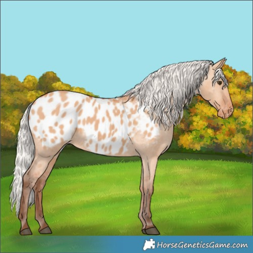 Horse Color:Silver Bay Dun Appaloosa Rabicano 