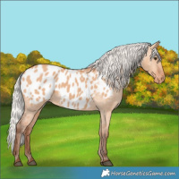 Horse Color:Silver Bay Dun Appaloosa Rabicano 