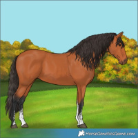 Horse Color:Bay Sabino Rabicano 