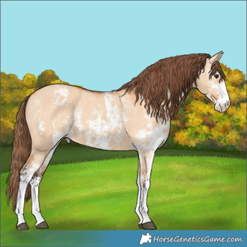 Horse Color:Unknown 