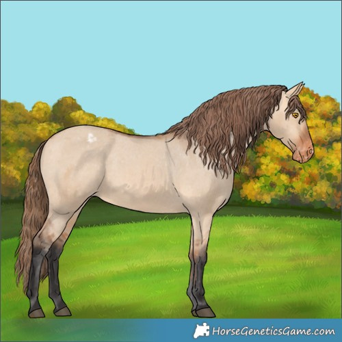 Horse Color:Bay Dun Appaloosa Rabicano 