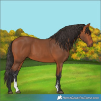 Horse Color:Bay Sabino