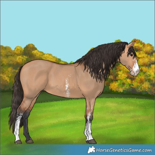 Horse Color:Bay Dun Sabino 
