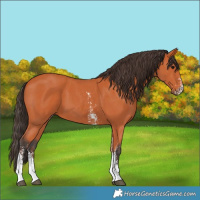 Horse Color:Bay Sabino 