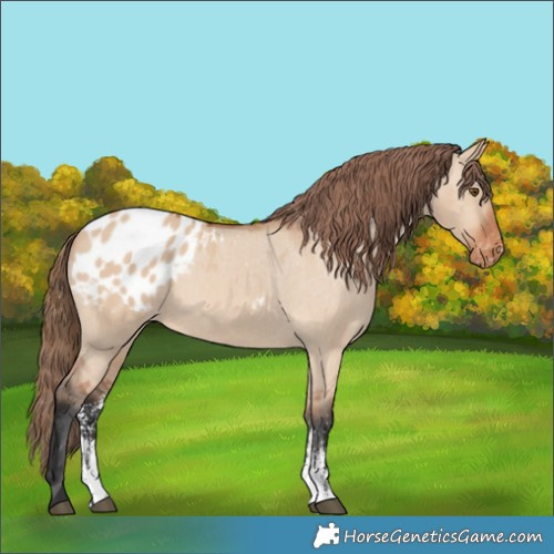 Horse Color:Bay Dun Sabino Appaloosa 