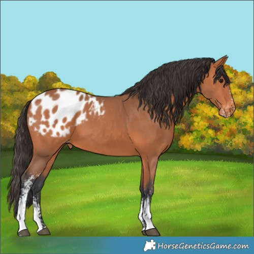 Horse Color:Bay Sabino Appaloosa