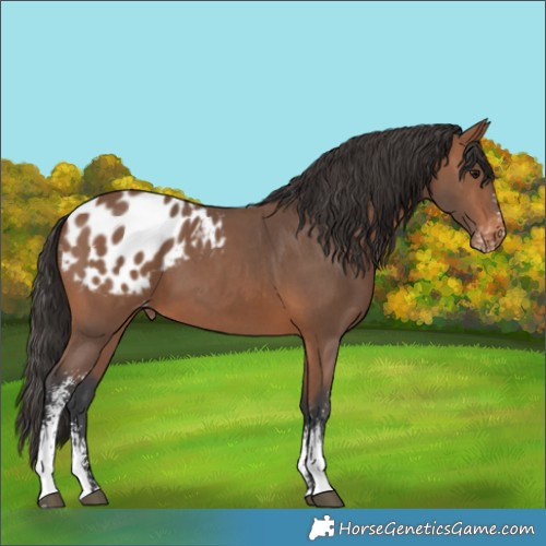 Horse Color:Bay Sabino Appaloosa 