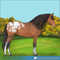 Horse Color:Bay Sabino Appaloosa 