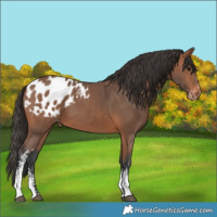 Horse Color:Bay Sabino Appaloosa