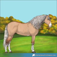 Horse Color:Silver Bay Dun Sabino