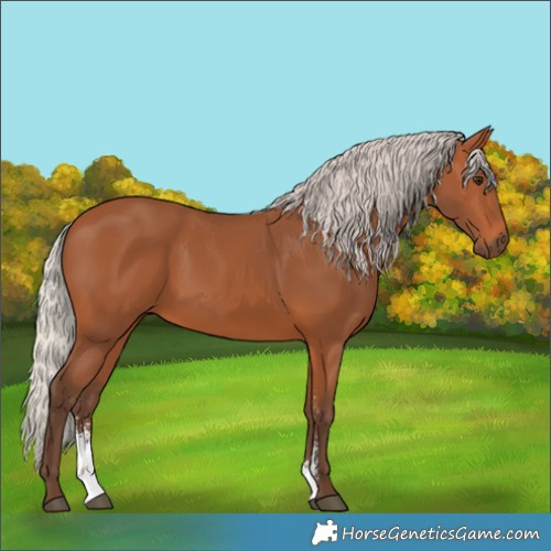 Horse Color:Silver Bay Sabino Rabicano