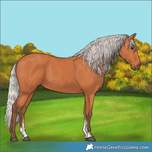 Horse Color:Silver Bay Sabino 