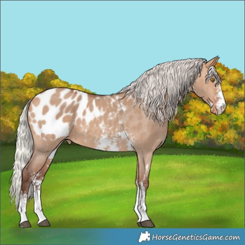Horse Color:Silver Bay Dun Sabino Appaloosa 