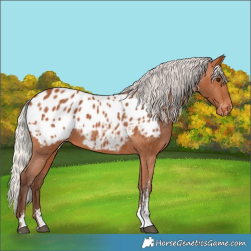 Horse Color:Silver Bay Sabino Appaloosa