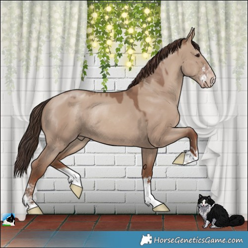Horse Color:Classic Champagne Dun Sabino Rabicano 