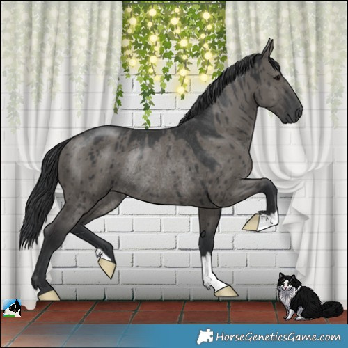 Horse Color:Grullo Rabicano Brindle 