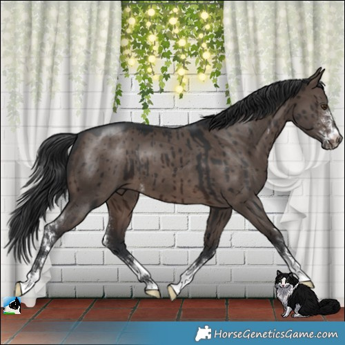 Horse Color:Brown Dun Mushroom Sabino Brindle 