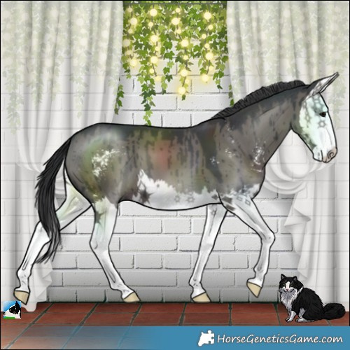 Horse Color:Grullo Sabino Splash Brindle 