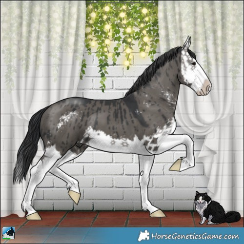 Horse Color:Grullo Sabino Splash Brindle 