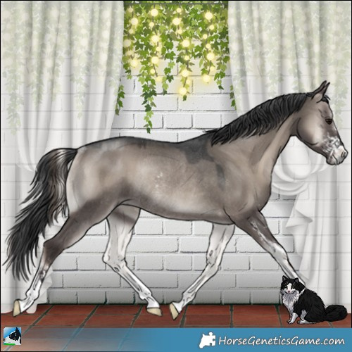 Horse Color:Grullo Onyx Mushroom Sabino Rabicano 