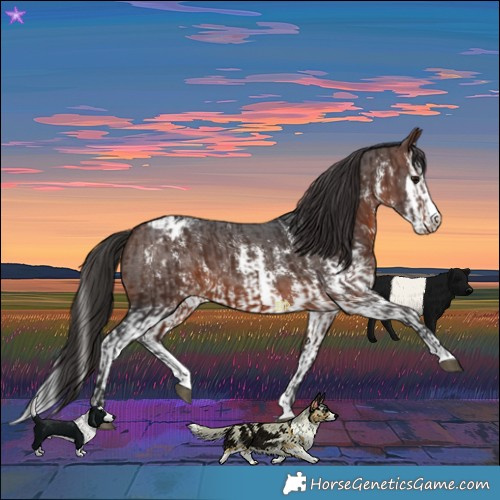 Horse Color:Brown Sabino Splash Appaloosa and Brown Sabino Splash Appaloosa