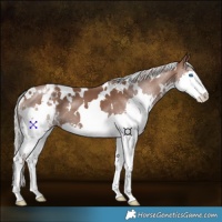 Horse Color:White Spotted Silver Black Splash Appaloosa 