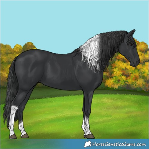Horse Color:Black Tobiano 