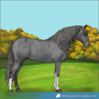 Horse Color:Black Tobiano Appaloosa 