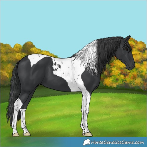 Horse Color:Black Tobiano 