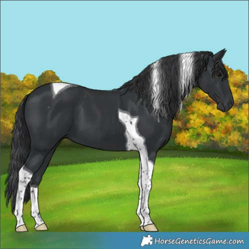Horse Color:Black Tobiano 