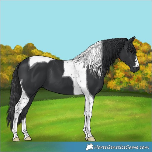 Horse Color:Black Tobiano 