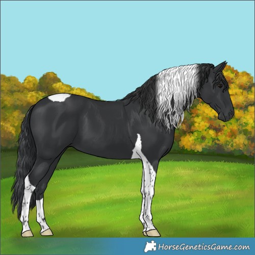 Horse Color:Black Tobiano