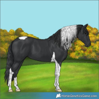 Horse Color:Black Tobiano 