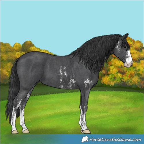 Horse Color:Black Sabino 