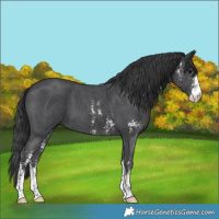 Horse Color:Black Sabino 