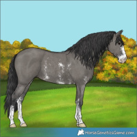 Horse Color:Grullo Sabino