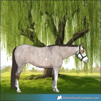 Horse Color:Liver Red Dun Roan Sabino
