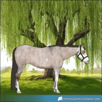 Horse Color:Liver Red Dun Roan Sabino 