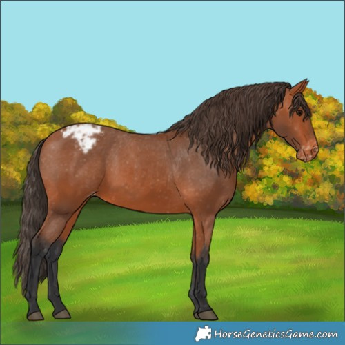 Horse Color:Bay Appaloosa 