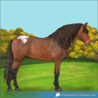 Horse Color:Bay Appaloosa