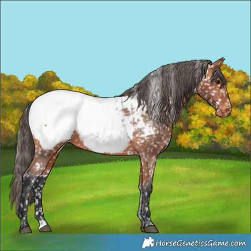 Horse Color:Bay Appaloosa 