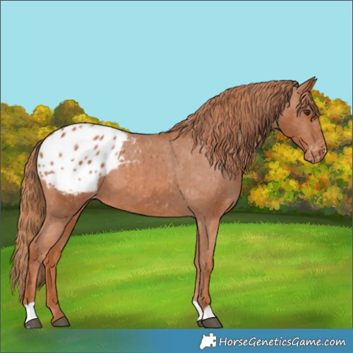 Horse Color:Chestnut Appaloosa 
