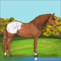 Horse Color:Chestnut Appaloosa