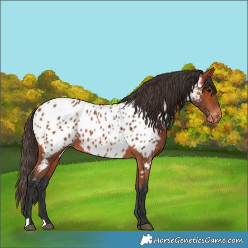 Horse Color:Bay Appaloosa 