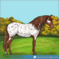 Horse Color:Chestnut Appaloosa