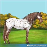 Horse Color:Chestnut Appaloosa